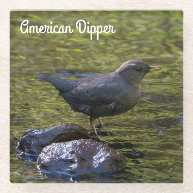 Dessous-de-verre En Verre American Dipper (Devant)