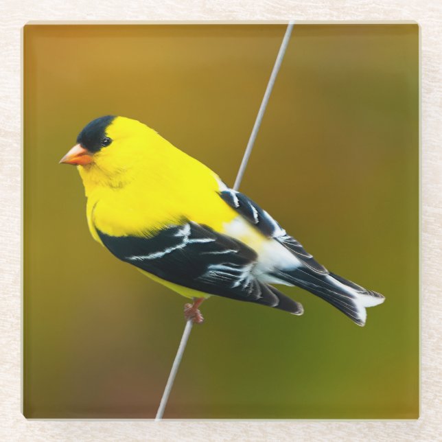 Dessous-de-verre En Verre American Goldfinch - Photo originale (Devant)