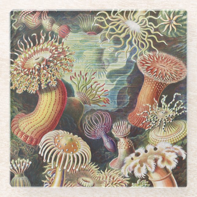 Dessous-de-verre En Verre Anémones de mer, Actiniae Seeanemonen Ernst Haecke (Devant)