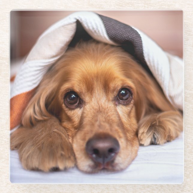 Dessous-de-verre En Verre Anglais Cocker Spaniel Chien (Devant)