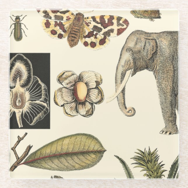 Dessous-de-verre En Verre Animaux agressés peints sur Arrière - plan de crèm (Devant)