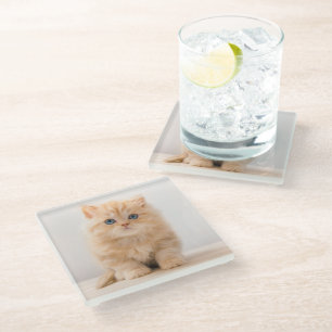 Dessous-de-verre En Verre Animaux de bébés cutest   A British Longhair Kitte