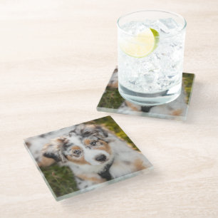 Dessous-de-verre En Verre Animaux de bébés cutest Australian Shepherd Pupp
