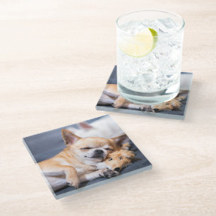 Dessous-de-verre En Verre Animaux de bébés cutest   Chihuahua Chig aux cheve