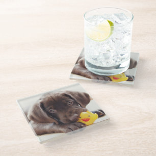 Dessous-de-verre En Verre Animaux de bébés cutest Chocolat Labrador Puppy