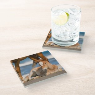 Dessous-de-verre En Verre Animaux de bébés cutest   Corolla nouvellement née