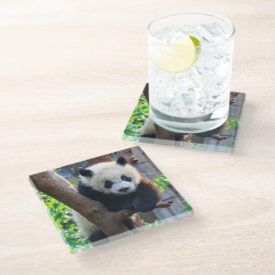 Dessous-de-verre En Verre Animaux de bébés cutest Géant Panda Cub