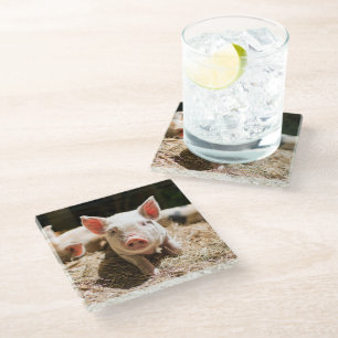 Dessous-de-verre En Verre Animaux de bébés cutest Piglet bébé mignon