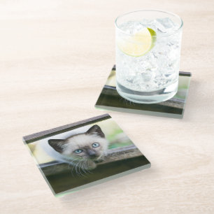 Dessous-de-verre En Verre Animaux de bébés cutest   Siamese Kitten 2