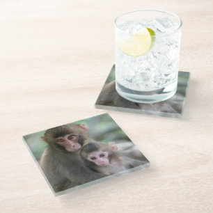 Dessous-de-verre En Verre Animaux de bébés cutest   Singes japonais