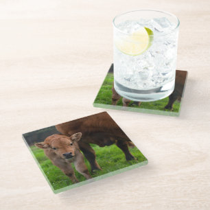 Dessous-de-verre En Verre Animaux de bébés cutest Vache et veau