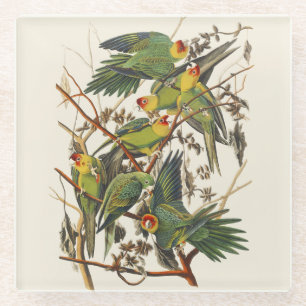 Dessous-de-verre En Verre Art ancien d'oiseau de Audubon Perruche de Carolin