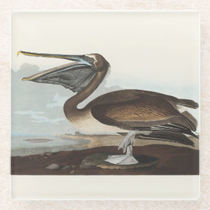 Dessous-de-verre En Verre Art Vintage Audubon Pélican Brun Oiseau de la Côte