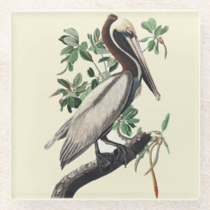 Dessous-de-verre En Verre Art Vintage Audubon Pélican Brun Oiseau de la Côte
