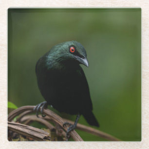 Dessous-de-verre En Verre Asiatique Glossy Starling avec l'oeil rouge frappa