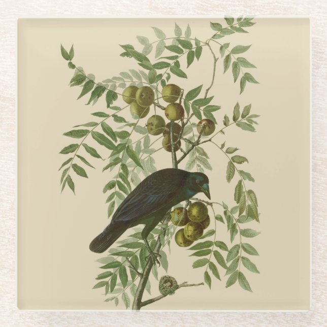 Dessous-de-verre En Verre Audubon American Crow Black Bird (Devant)