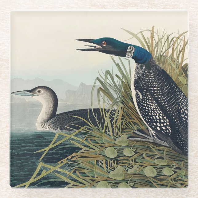 Dessous-de-verre En Verre Audubon Bird Loon Diver Classic (Devant)