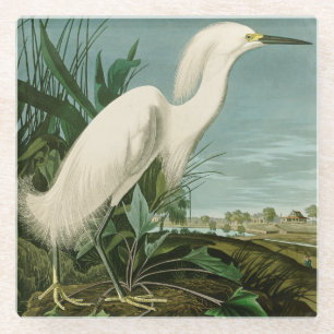 Dessous-de-verre En Verre Audubon Héron de neige Oiseaux d'aigrettes blanche