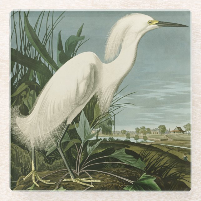Dessous-de-verre En Verre Audubon Héron de neige Oiseaux d'aigrettes blanche (Devant)