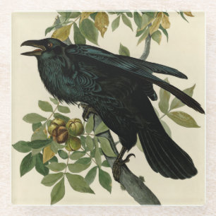 Dessous-de-verre En Verre Audubon Raven Oiseau classique