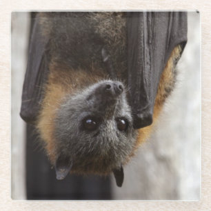 Dessous-de-verre En Verre Batte australienne