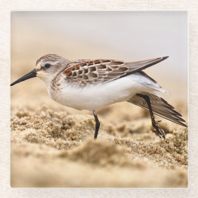 Dessous-de-verre En Verre Beau bécasseau dans le sable (Devant)