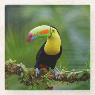 Dessous-de-verre En Verre Beau et coloré Oiseau tropical Toucan