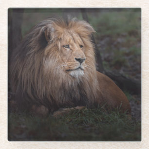 Dessous-de-verre En Verre Beau Lion Katanga