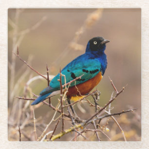 Dessous-de-verre En Verre Beau oiseau coloré dans le Bush