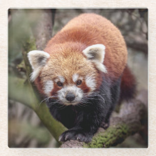 Dessous-de-verre En Verre Beau Panda rouge sur un Dessous de verre en verre