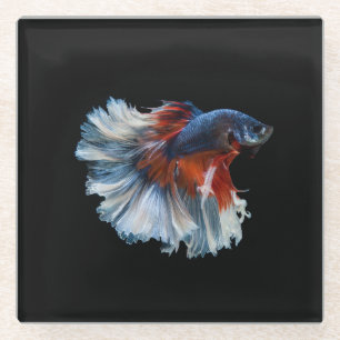 Dessous-de-verre En Verre Beau poisson Betta Siamese