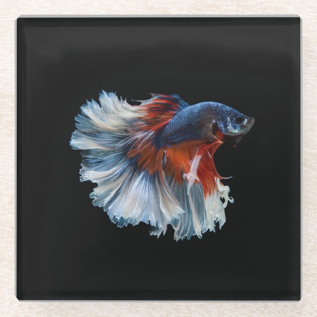 Dessous-de-verre En Verre Beau poisson Betta Siamese (Devant)