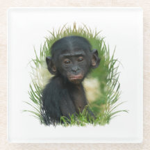Bébé Bonobo Ape