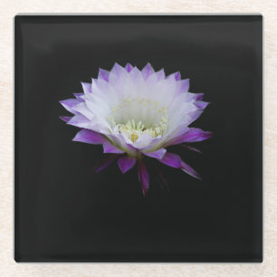 Dessous-de-verre En Verre Belle du ballon, cactus en fleur de nuit