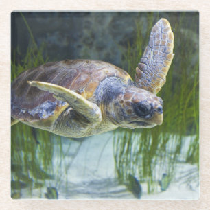 Dessous-de-verre En Verre Belle natation de tortue marine
