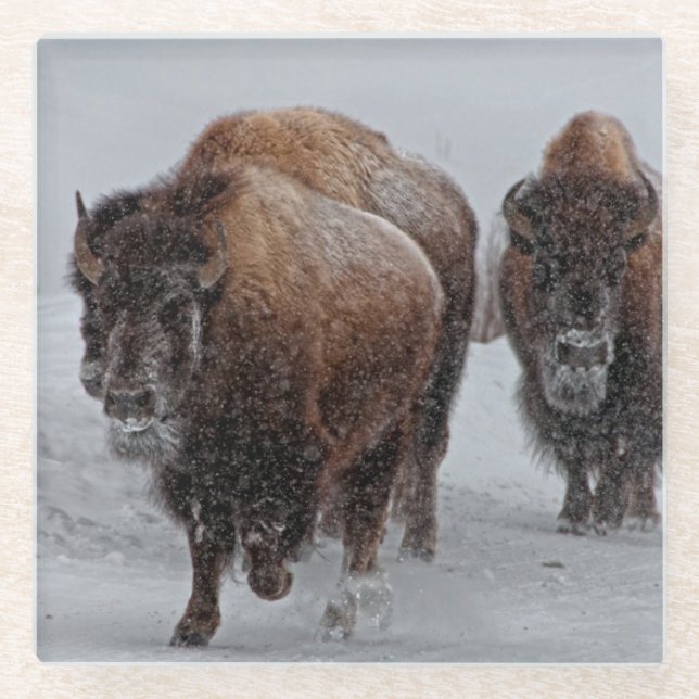 Dessous-de-verre En Verre Bison de Yellowstone (Devant)