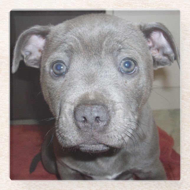 Dessous-de-verre En Verre Blue Staffordshire Bull Terrier Puppy (Devant)