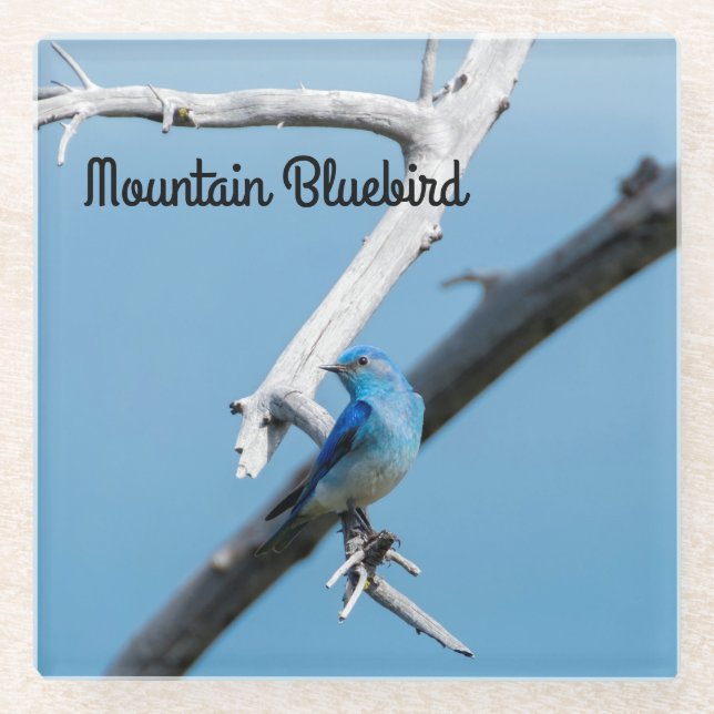 Dessous-de-verre En Verre Bluebird de montagne (Devant)