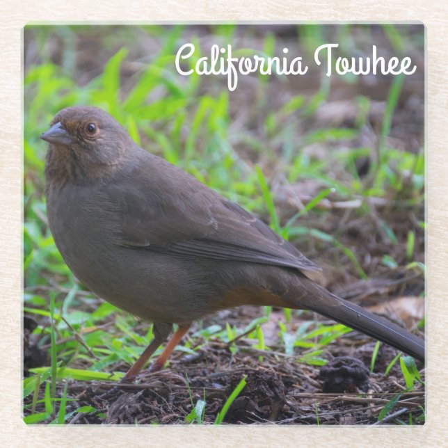 Dessous-de-verre En Verre California Towhee (Devant)