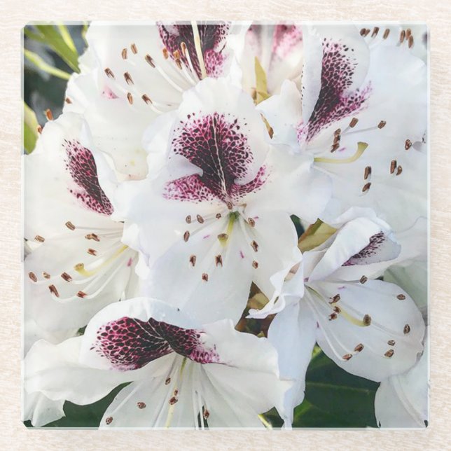 Dessous-de-verre En Verre Calsap Rhododendrons (Devant)