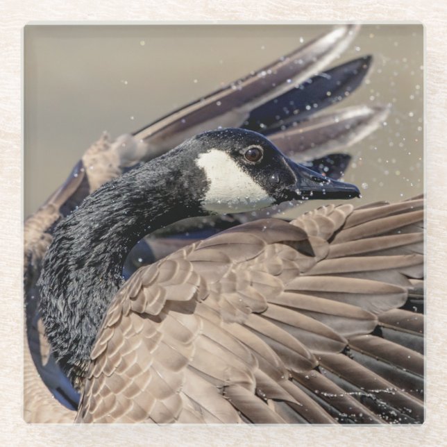 Dessous-de-verre En Verre Canada Goose (Devant)