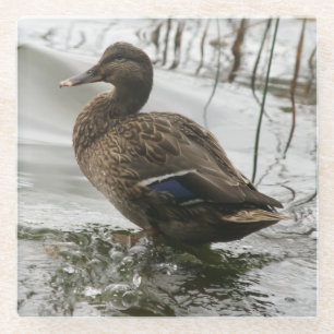 Dessous-de-verre En Verre Canard gris sur le lac sombre