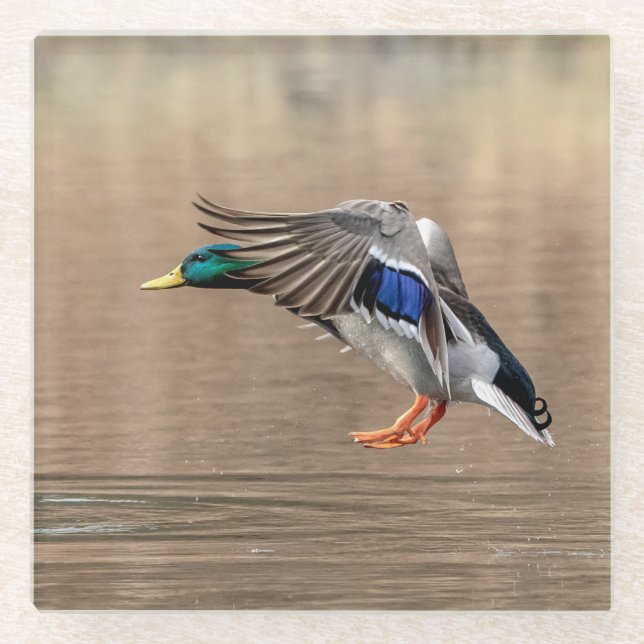 Dessous-de-verre En Verre Canard Mallard en vol (Devant)