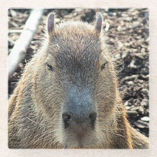 DESSOUS-DE-VERRE EN VERRE CAPYBARA (Devant)
