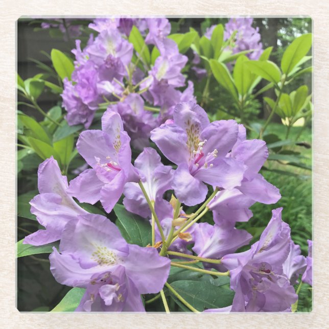 Dessous-de-verre En Verre Catawbiense Boursault Rhododendrons, Oregon (Devant)