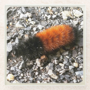 Dessous-de-verre En Verre Caterpillar d'ours laineux