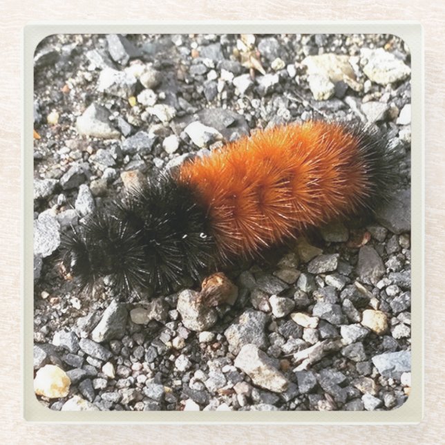 Dessous-de-verre En Verre Caterpillar d'ours laineux (Devant)