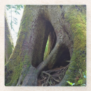 Dessous-de-verre En Verre Cathédrale Arbre, Astoria, Oregon