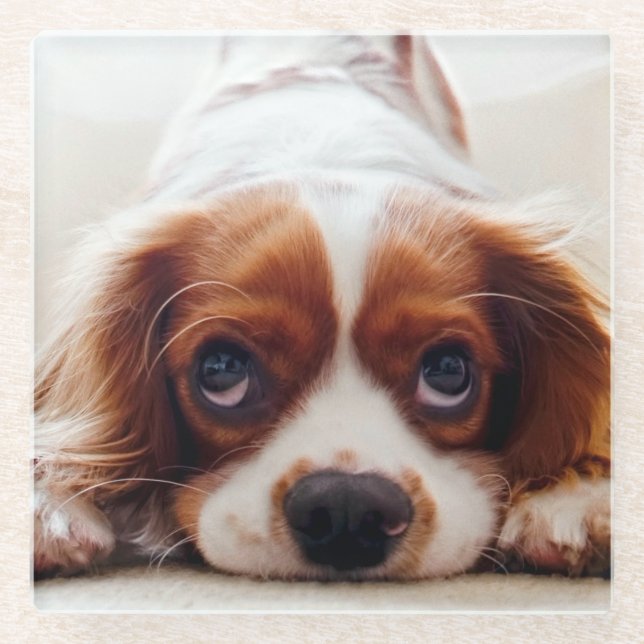 Dessous-de-verre En Verre Cavalier King Charles Spaniel (Devant)
