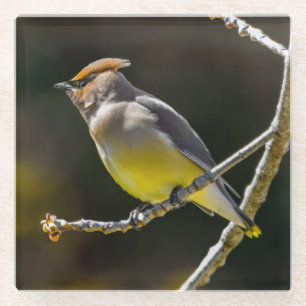 Dessous-de-verre En Verre Cèdre cire Songbird Photo originale Oiseau sauvage